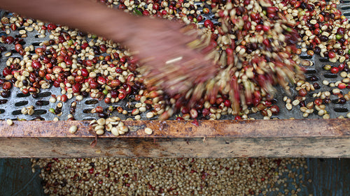 Hand going through an assortment of coffee cherries and coffee beans.