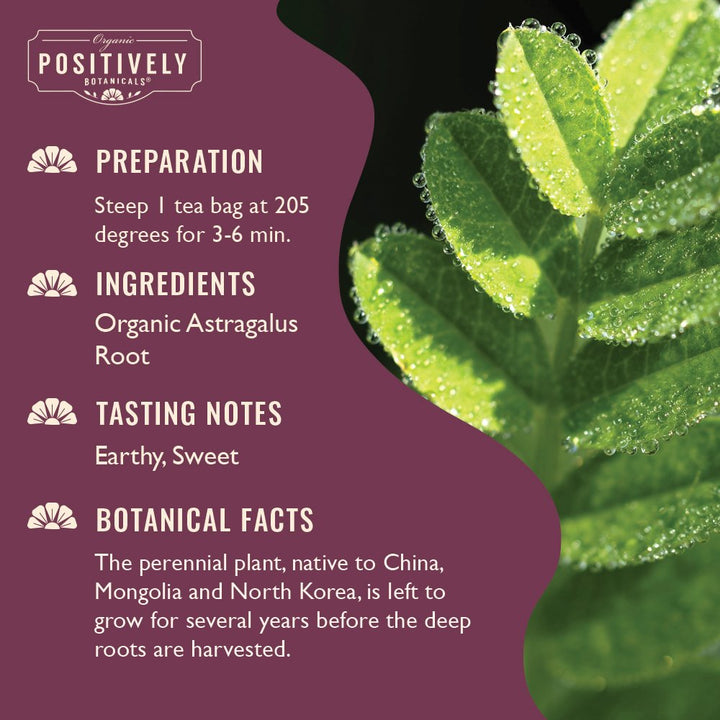 Astragalus Root - Botanical Tea Bags