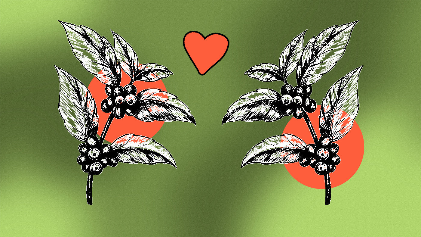 Two coffee plants with a heart between them on a green background.