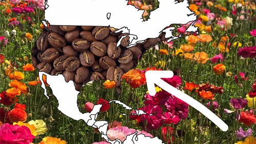 Map of the United States covered in coffee beans on a field of flowers.
