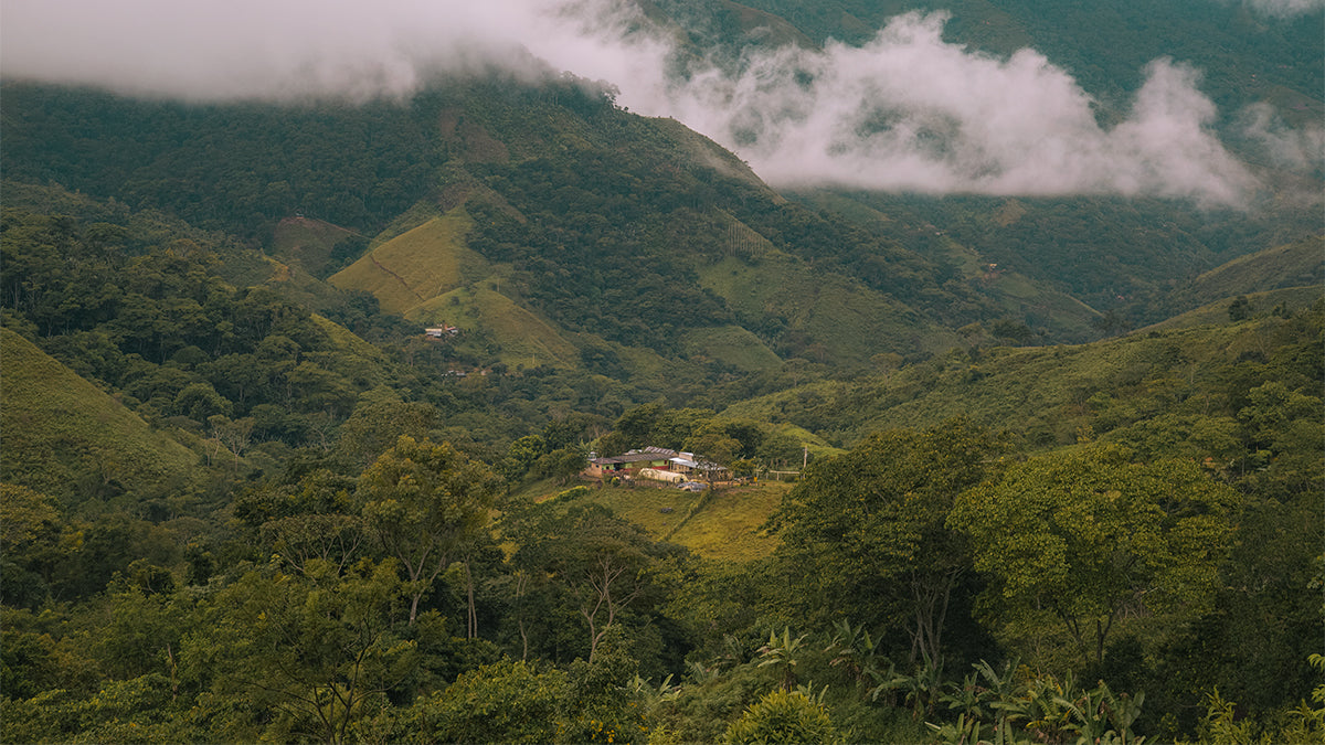 A coffee farm in a valley in Colombia.