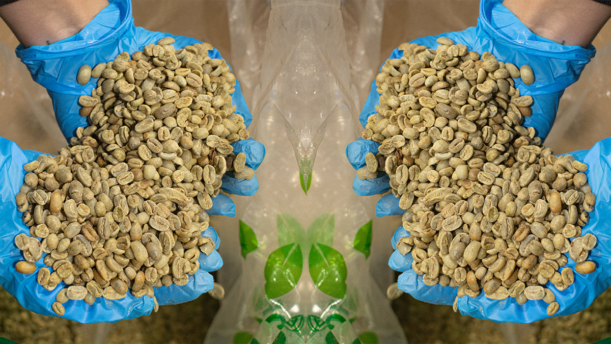 Mirrored image of two pairs of gloved hands holding green coffee beans.