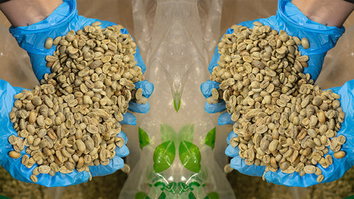 Mirrored image of two pairs of gloved hands holding green coffee beans.