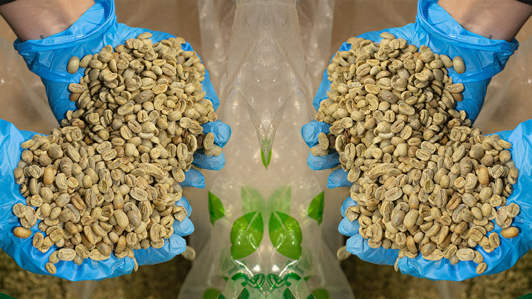 Mirrored image of two pairs of gloved hands holding green coffee beans.