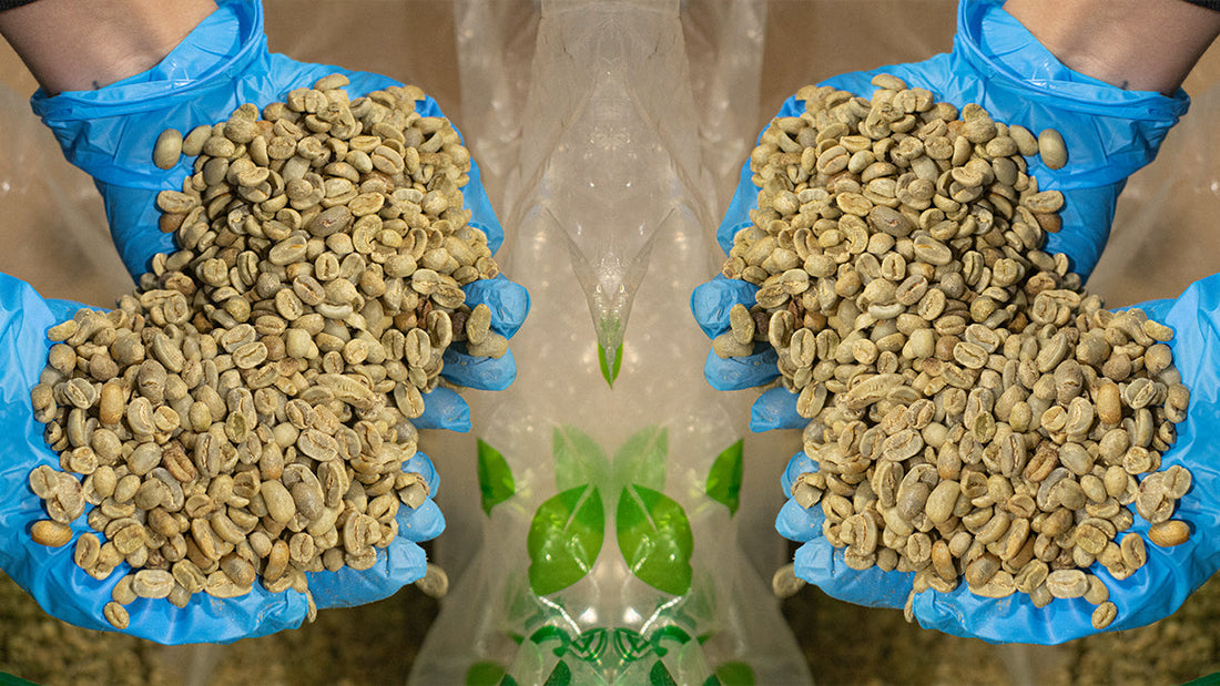 Mirrored image of two pairs of gloved hands holding green coffee beans.