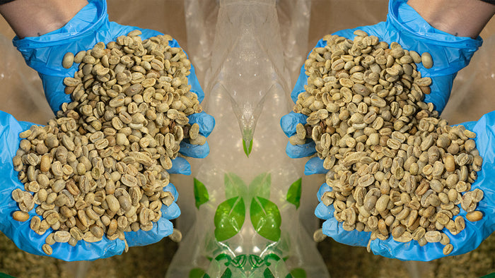 Mirrored image of two pairs of gloved hands holding green coffee beans.