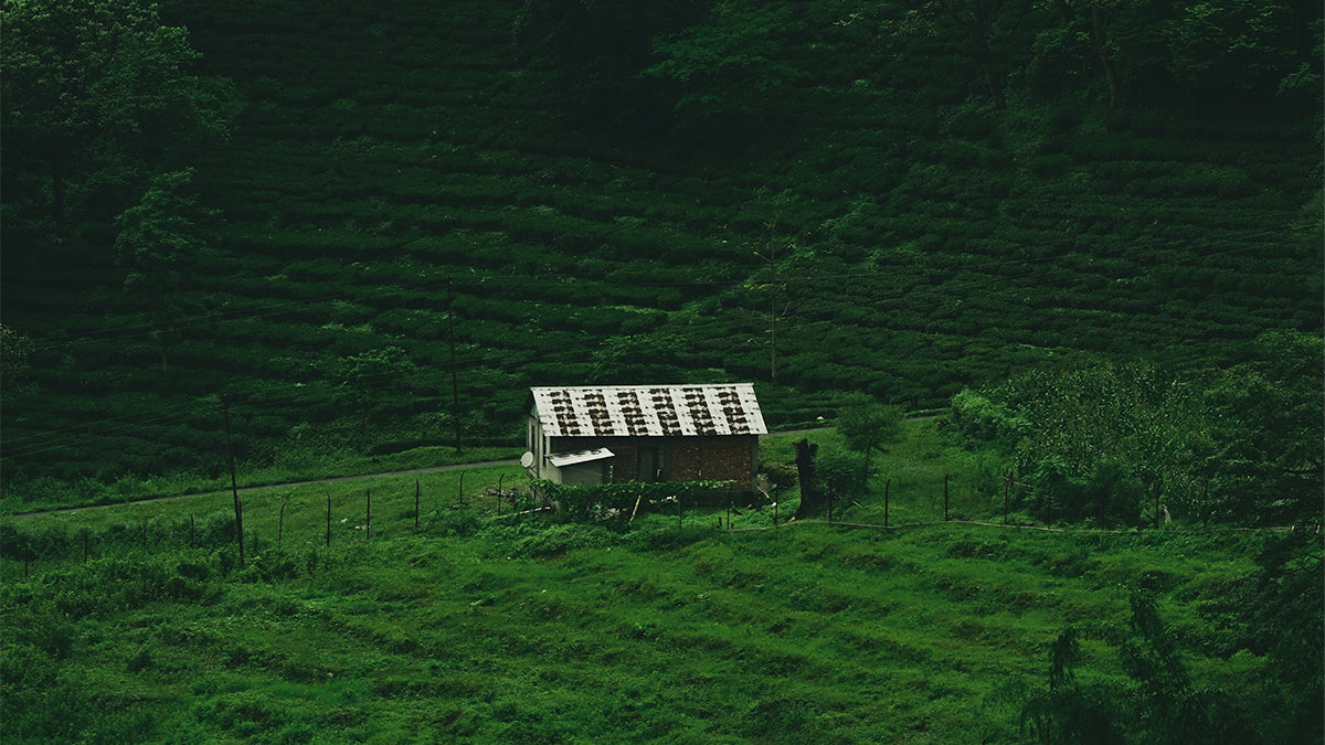 A tea farm in India.