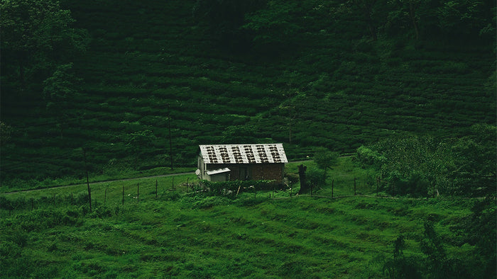 A tea farm in India.