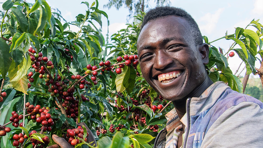 An Ethiopian coffee producer posing with a coffee tree in Yirgacheffe.