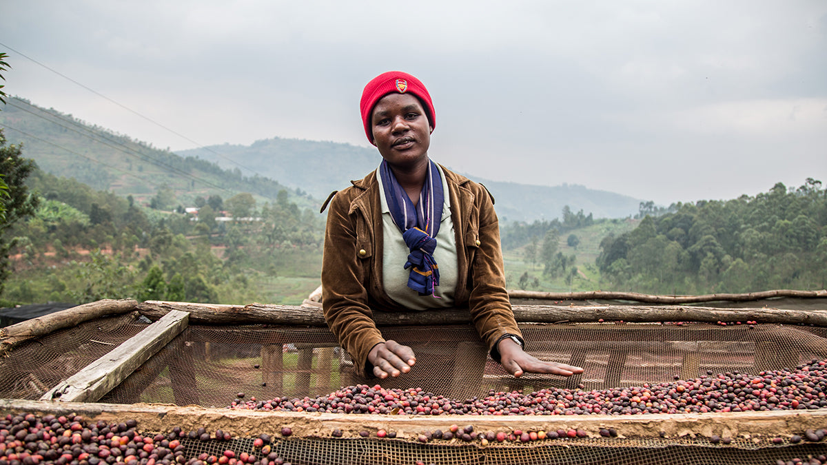 An African coffee farmer sorting coffee cherries on a raised bed.