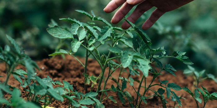 Save The Grounds! How to Use Coffee Grounds in the Garden