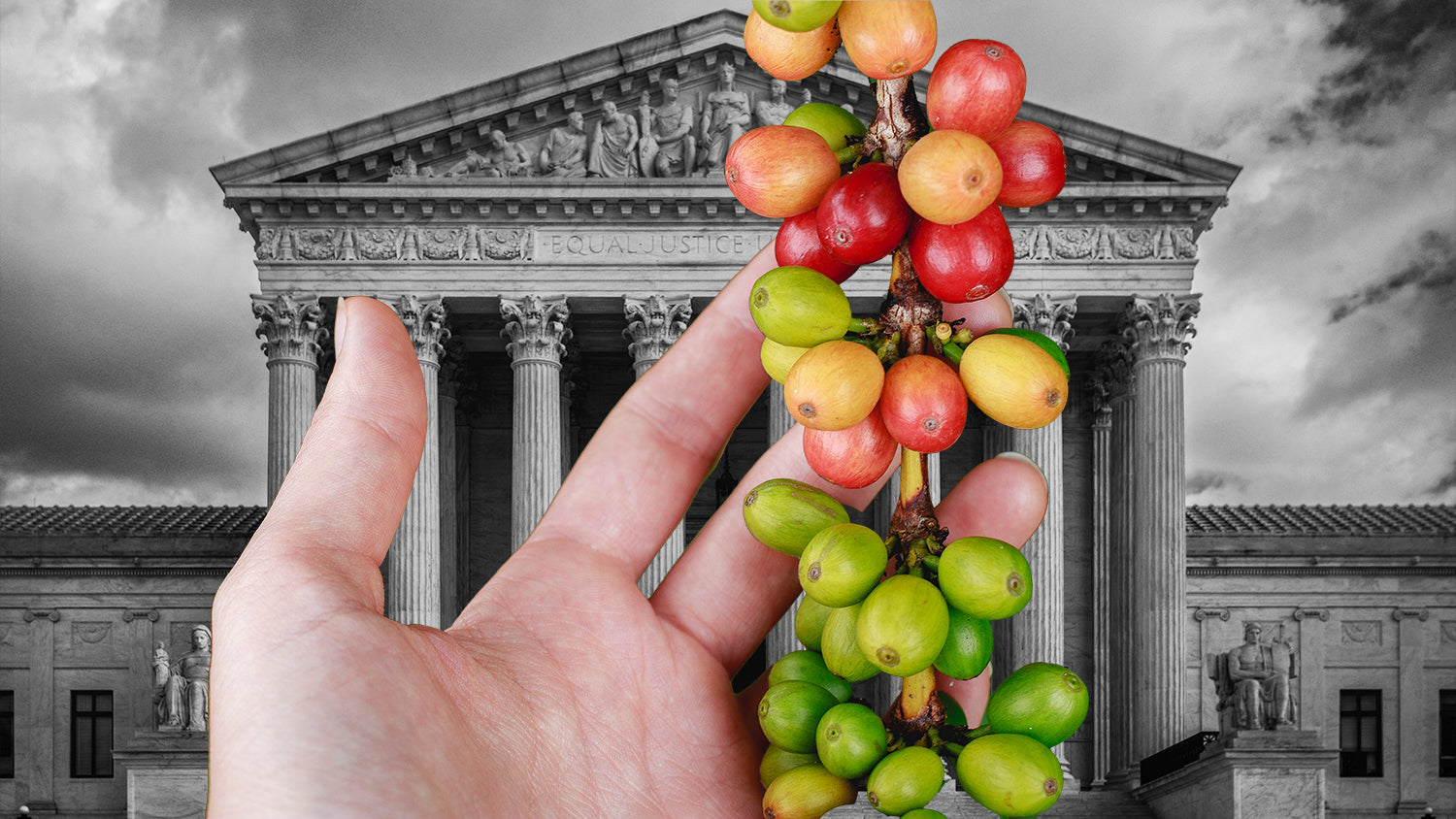 A hand holding Hawaiian coffee cherries against a courthouse background.
