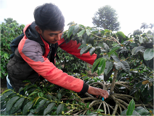 A Sumatran coffee farmer inspects a coffee plant.