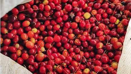 Red, yellow, and orange coffee cherries in a sack.