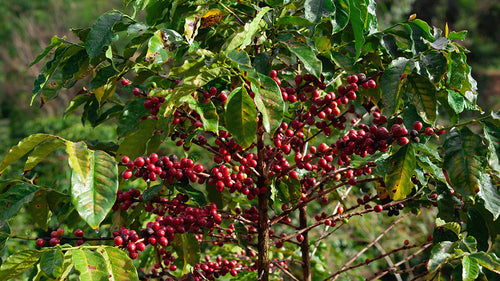 A Red Bourbon coffee tree in Carmo de Minas, Brazil.