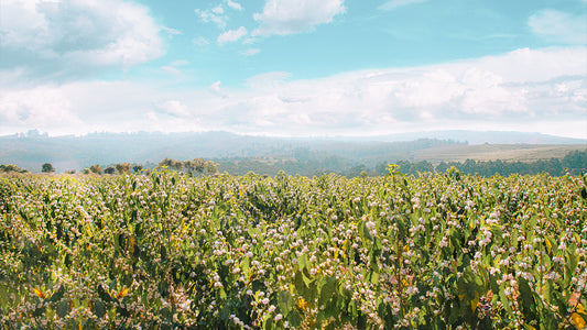 A lot of coffee trees overlooking a Brazilian vista.