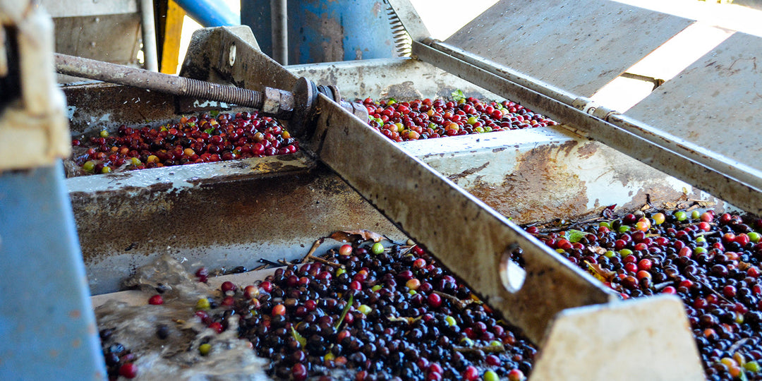A coffee cherry washing station in Minas Gerais, Brazil.