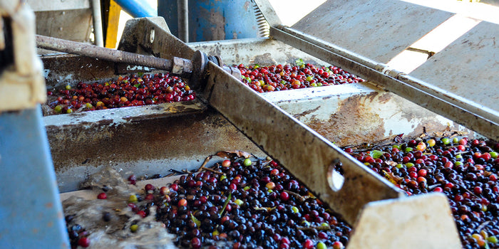 A coffee cherry washing station in Minas Gerais, Brazil.
