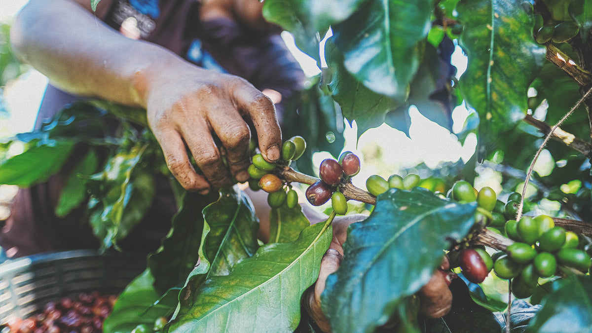 A Guatemalan coffee farmer handpicks coffee cherries.