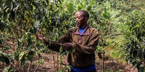 A Rwandan coffee farmer inspects his coffee plants.
