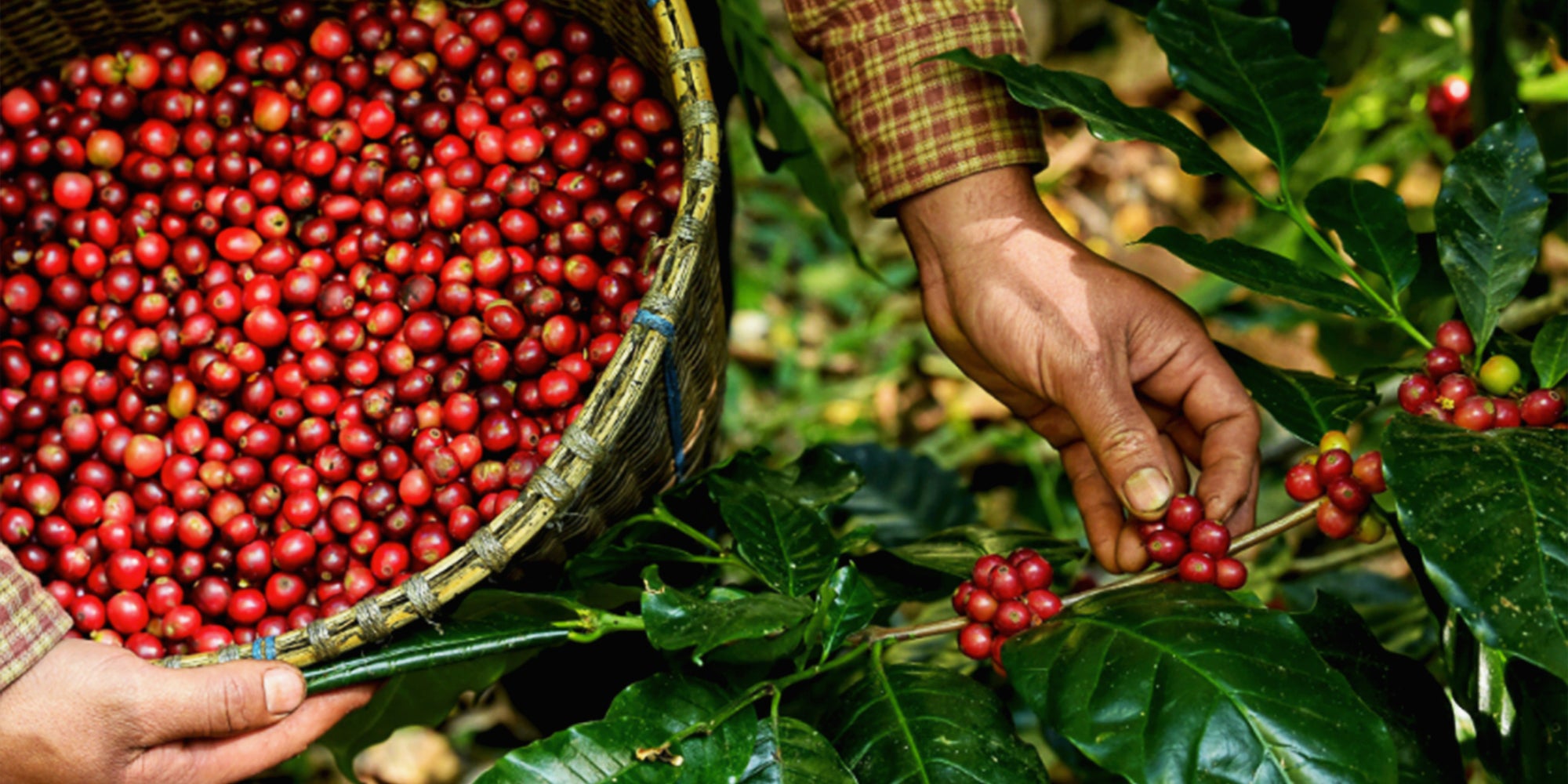 Fresh Roasted Coffee's Origin Trip to Colombia