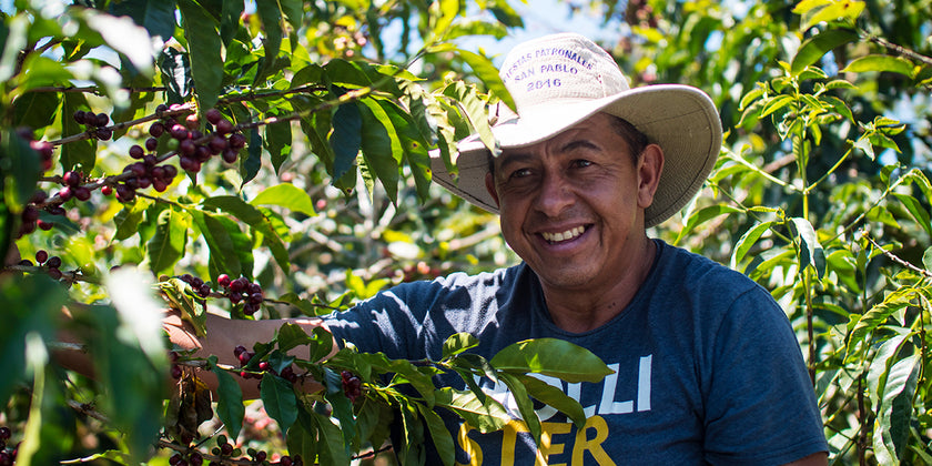 Smiling Costa Rican farmer posing with a coffee plant.