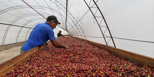 A coffee farmer in the Dominican Republic inspecting cherries on drying beds.