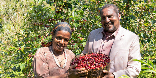 Two Ethiopian farmers proudly holding up a basket of coffee cherries.