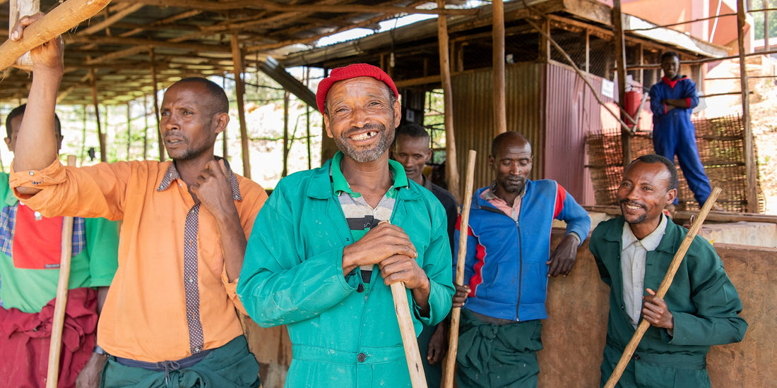 workers in Ethiopia harvesting kocherre