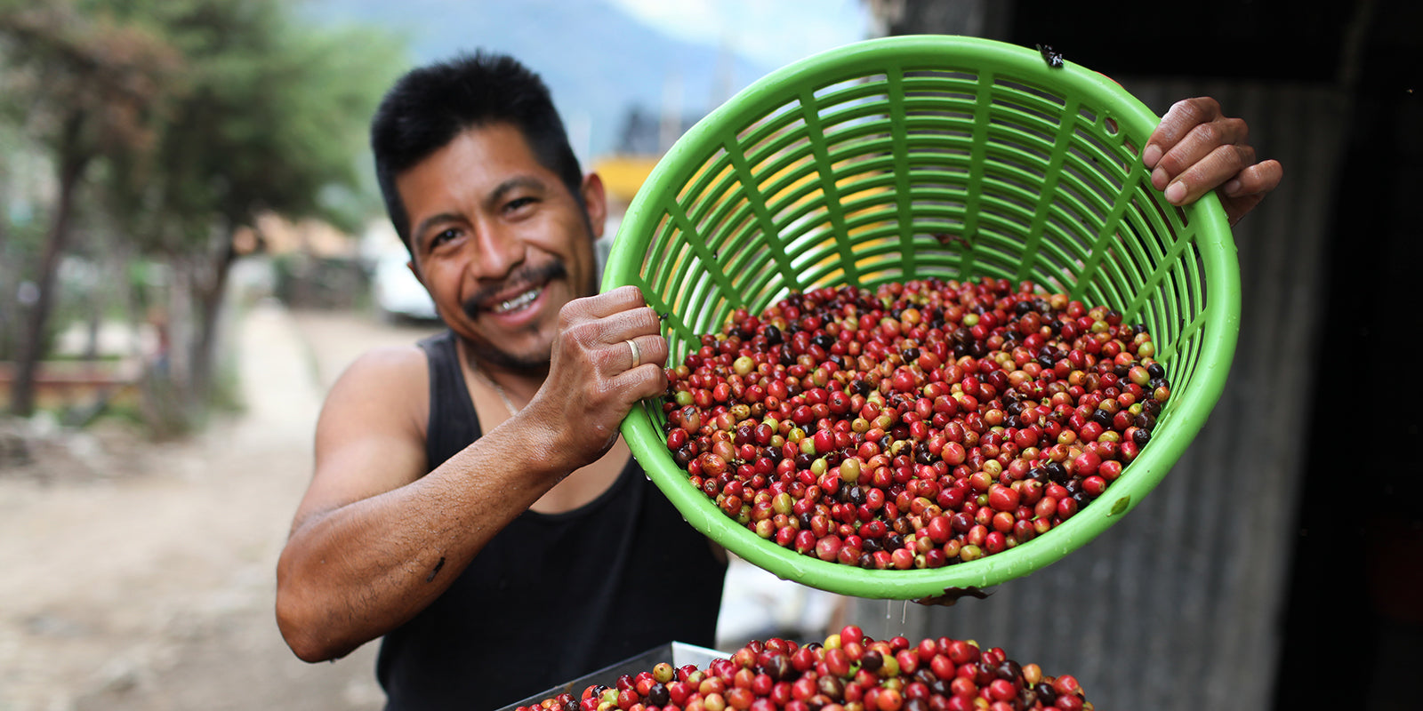 Smiling Guatemalan farmer pouring coffee cherries into a depulper.