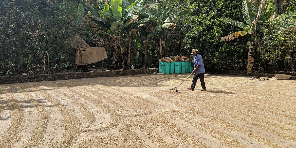 A coffee farmer spreading beans out on a drying patio in Haiti.