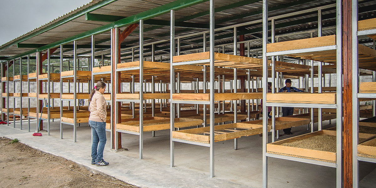 A coffee farmer looks at a series of tiered coffee drying beds.