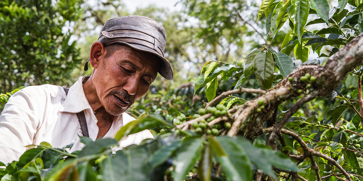 A coffee farmer in Java, Indonesia, prunes coffee trees.