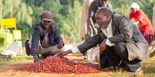 Kenyan coffee producers considering a pile of cherries.