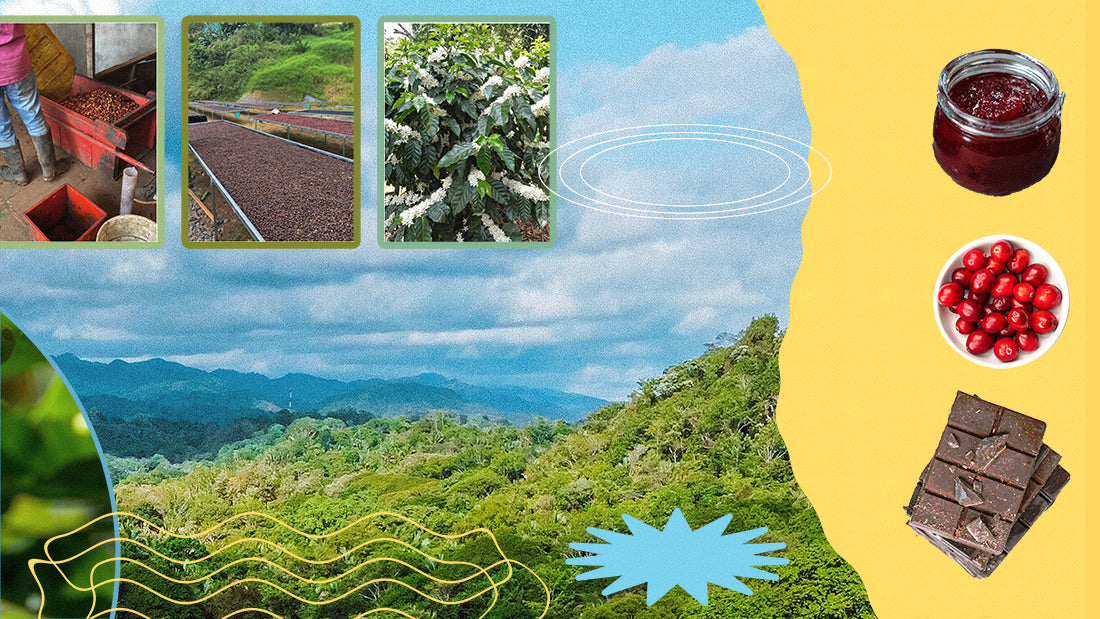 Costa Rica Cañuela - Café De Altura