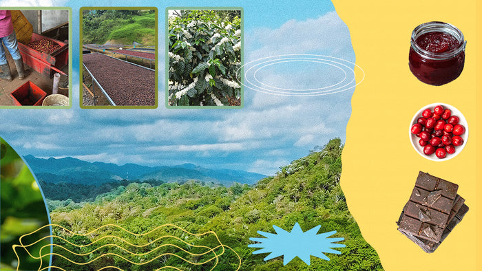 Costa Rica Cañuela - Café De Altura