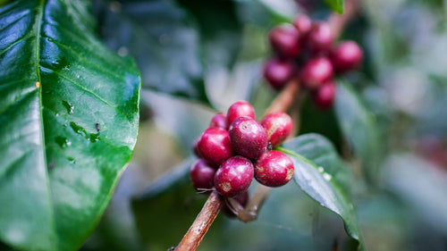 Red coffee cherries on the branch in Timor-Leste.