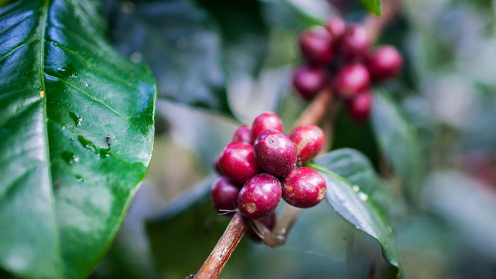 Red coffee cherries on the branch in Timor-Leste.