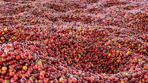 Ripe Burundian coffee cherries.