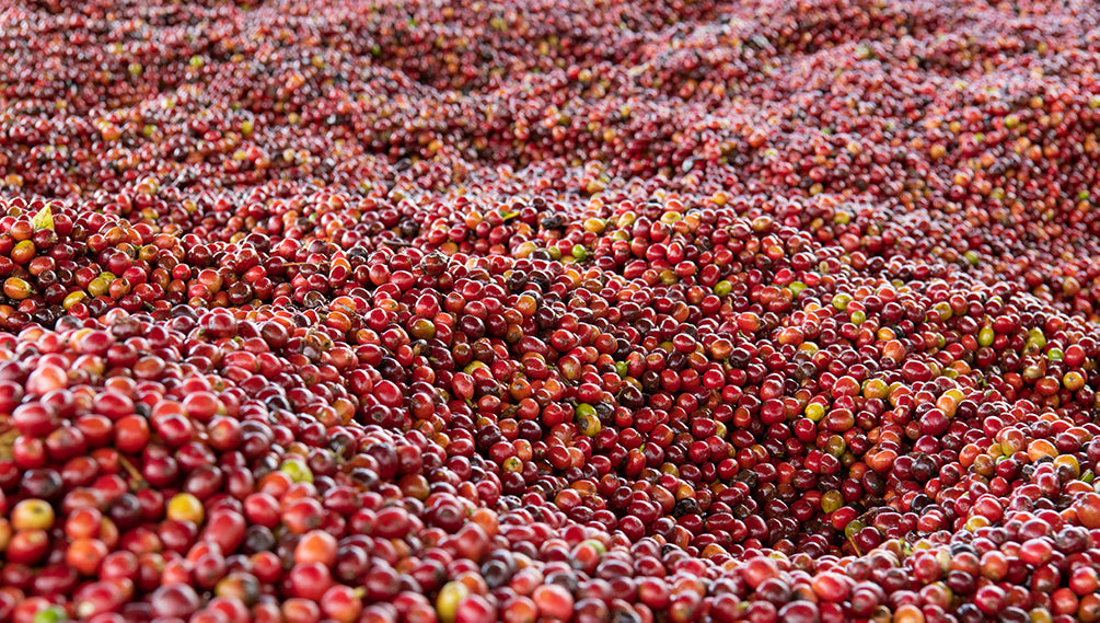 Ripe Burundian coffee cherries.