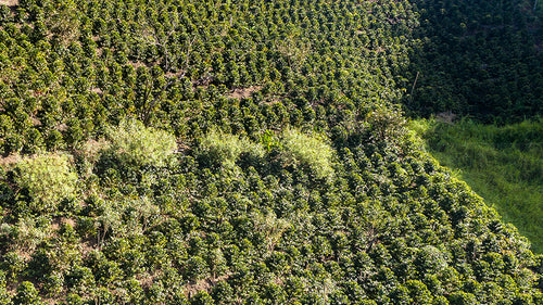 A coffee field in San Lorenzo, Bolivia.