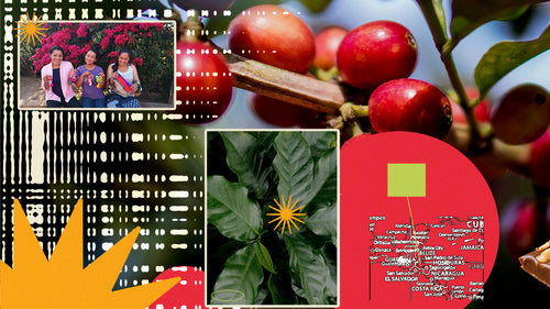 A collage featuring photos of Honduran coffee farmers, coffee cherries, a map, and starbursts.