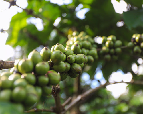 Green robusta coffee cherries on the branch.