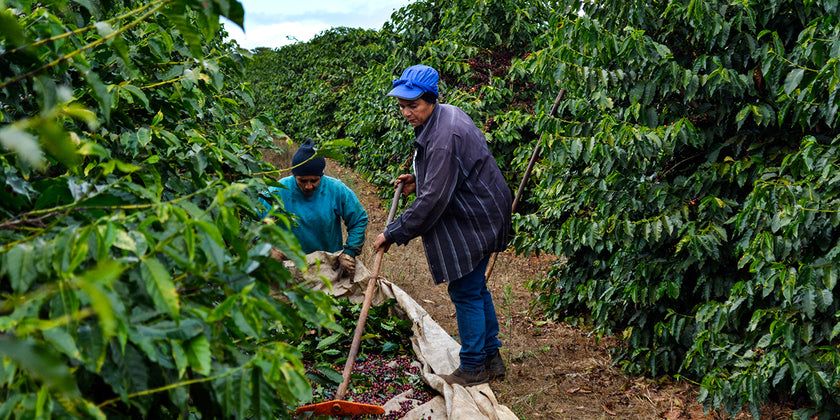 Two Brazilian coffee farmers harvesting ripe cherries.