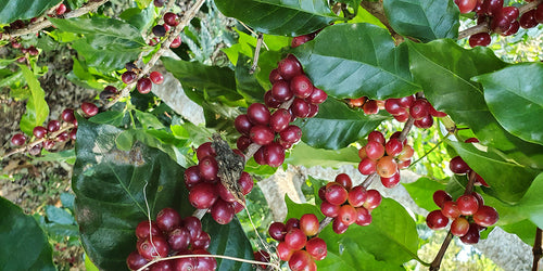 Coffee tree in El Salvador