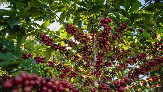 Red Catuai Coffee Cherries growing on coffee tree in Brazil