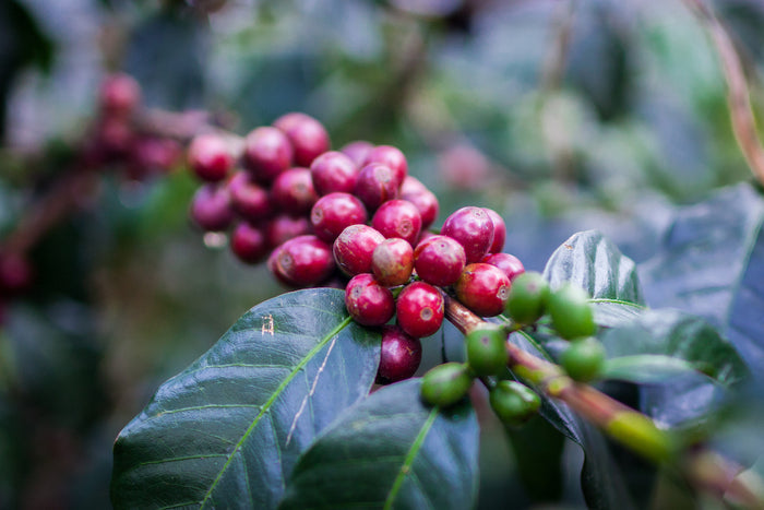 Papua New Guinea (Peaberry) - Wahgi Valley Kimel Estate