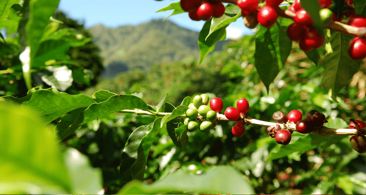 Coffee cherries on a tree on a sunny day in Colombia