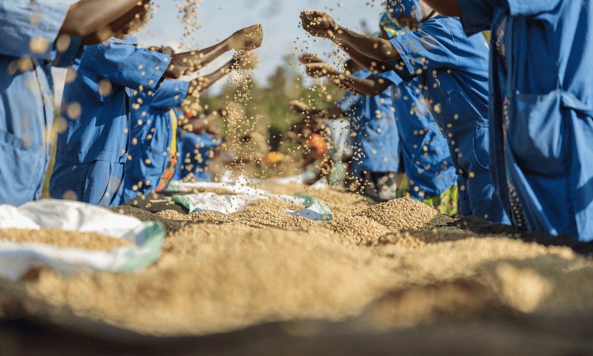 African coffee farmers sorting coffee beans