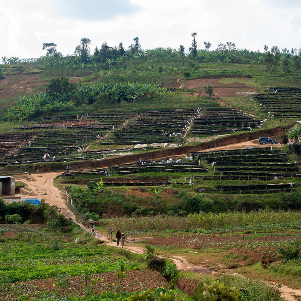 Roaster's Choice Coffee Subscription